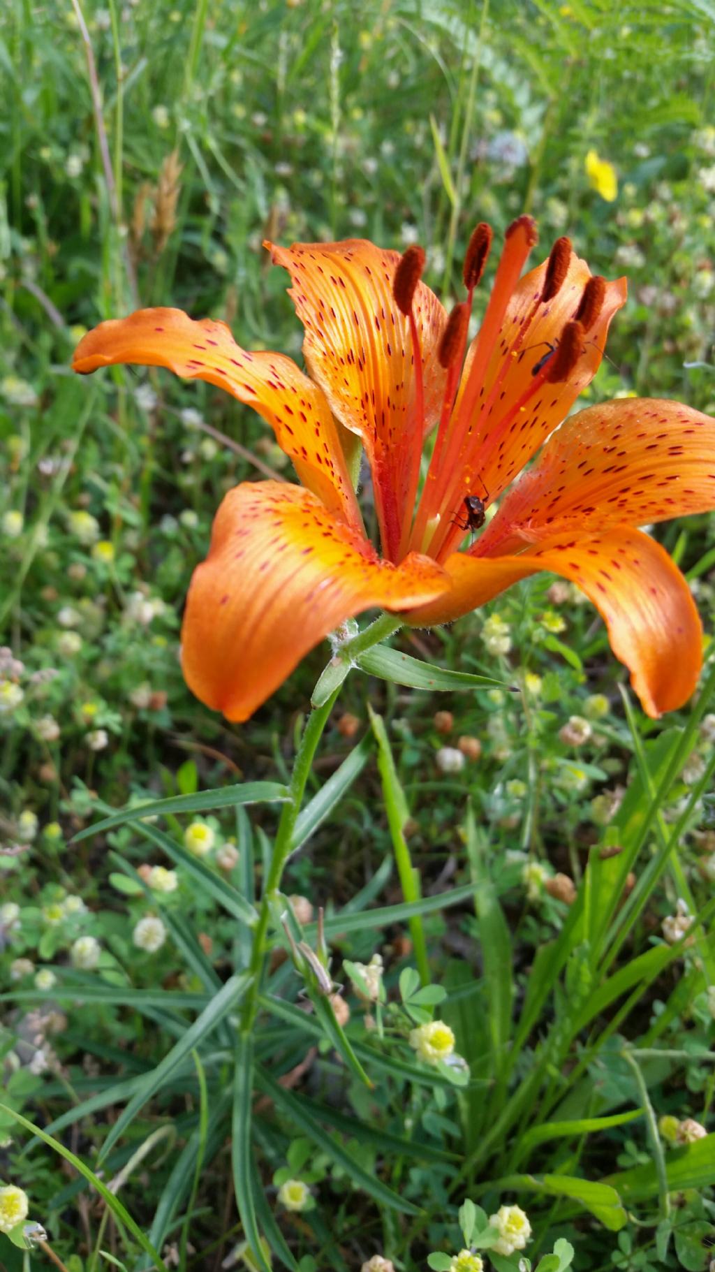Giglio di San Giovanni?  S, Lilium bulbiferum subsp. croceum